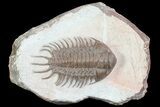 Crotalocephalus Trilobite - Jorf, Morocco #72485-2